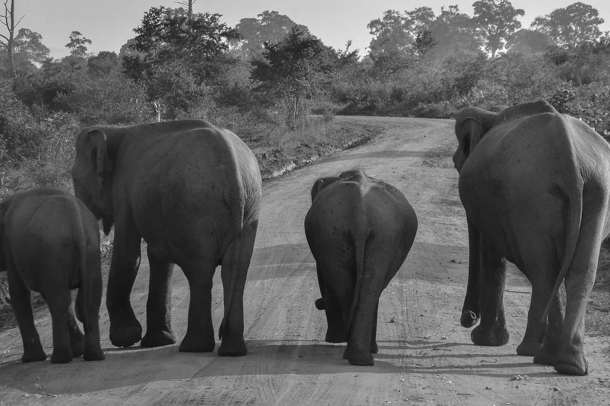 12 Day Wildlife, Culture & Coast Tour