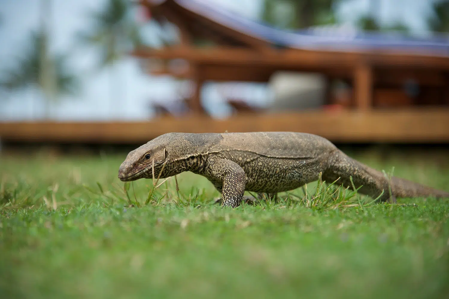 Palm-fringed Sri Lanka beach and coastal scenery for Sri Lanka private day tour with Trustker