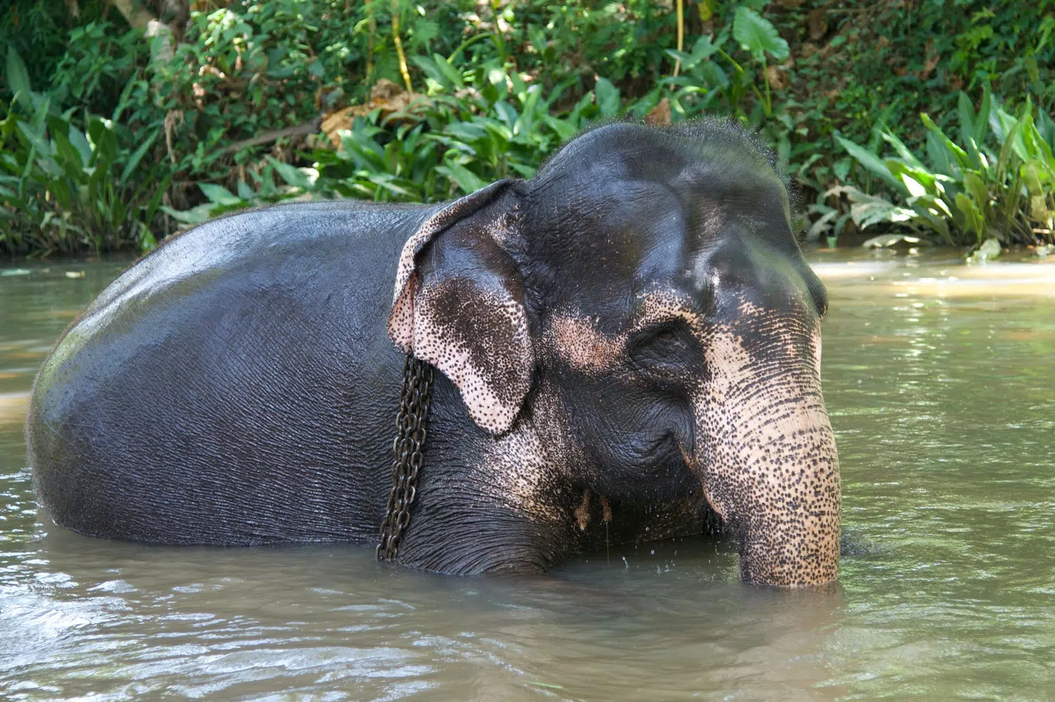 Elephants bathing and elephant encounter activities for Sri Lanka private day tour with Trustker