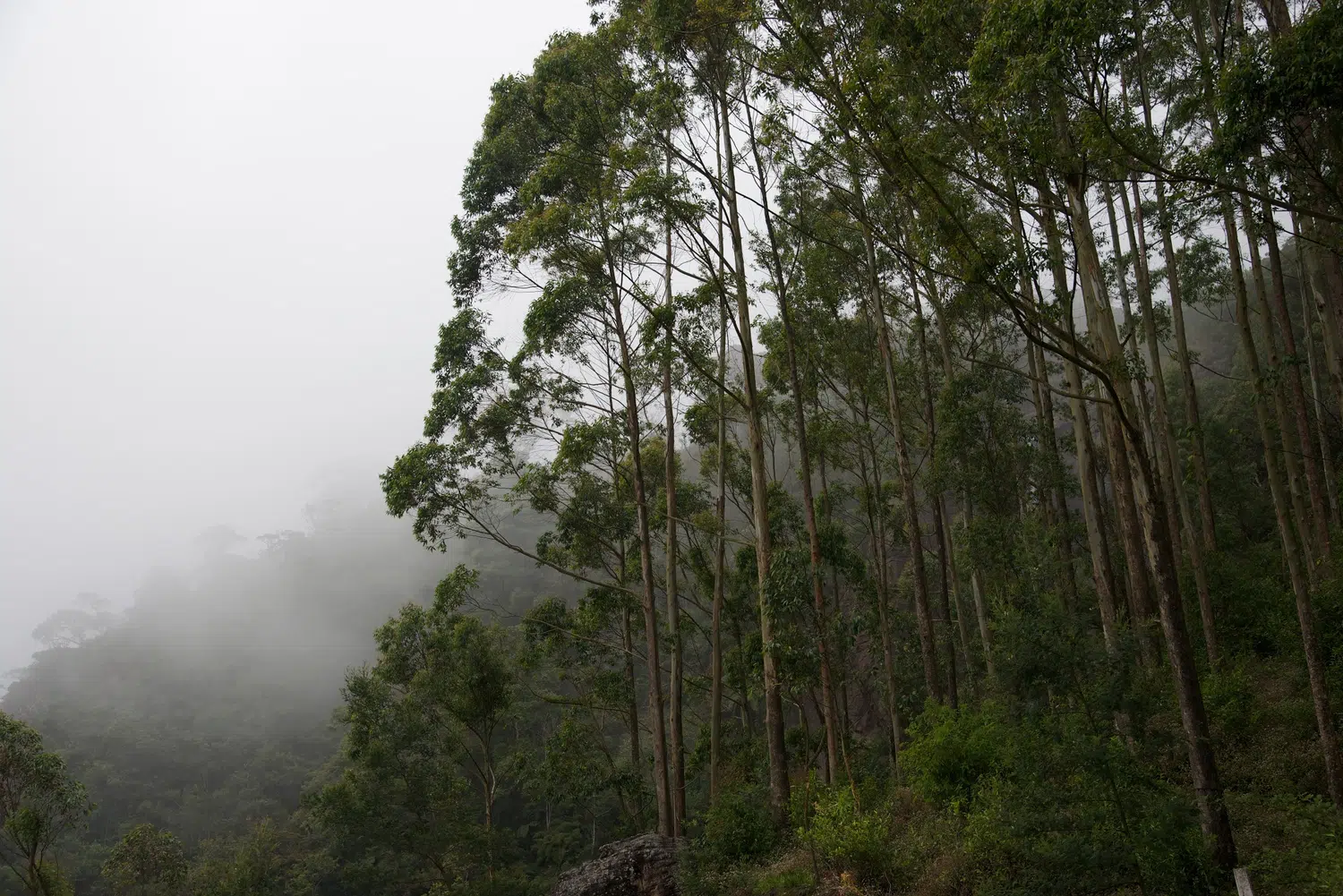 Hill country scenery, misty mountains, flowers and waterfalls for Sri Lanka private day tour with Trustker
