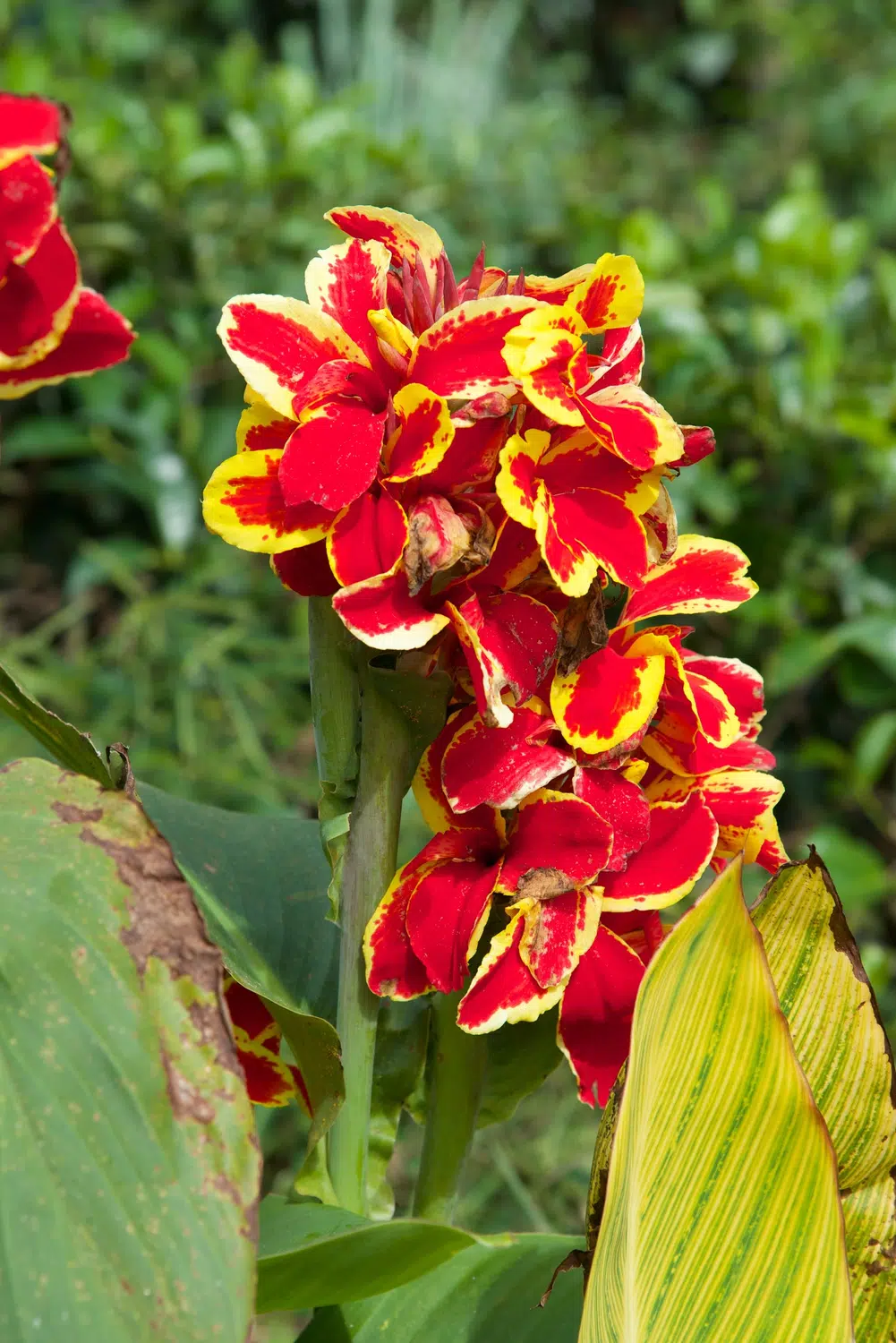 Hill country scenery, misty mountains, flowers and waterfalls for Sri Lanka private day tour with Trustker