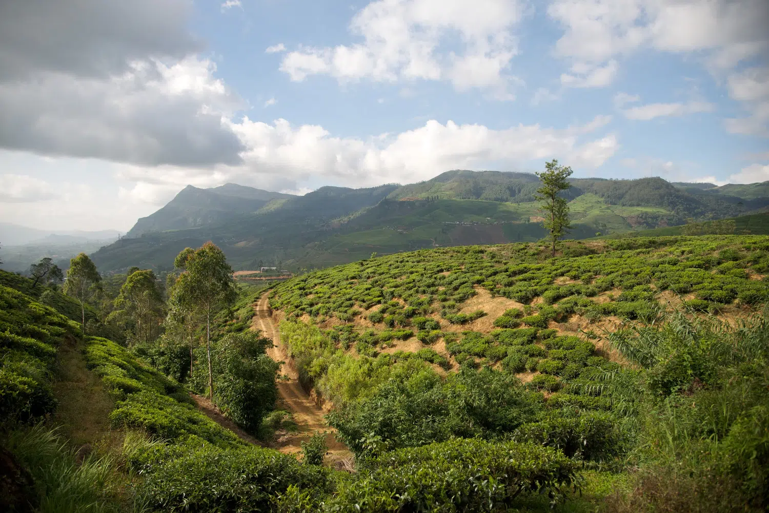 Hill country scenery, misty mountains, flowers and waterfalls for Sri Lanka private day tour with Trustker