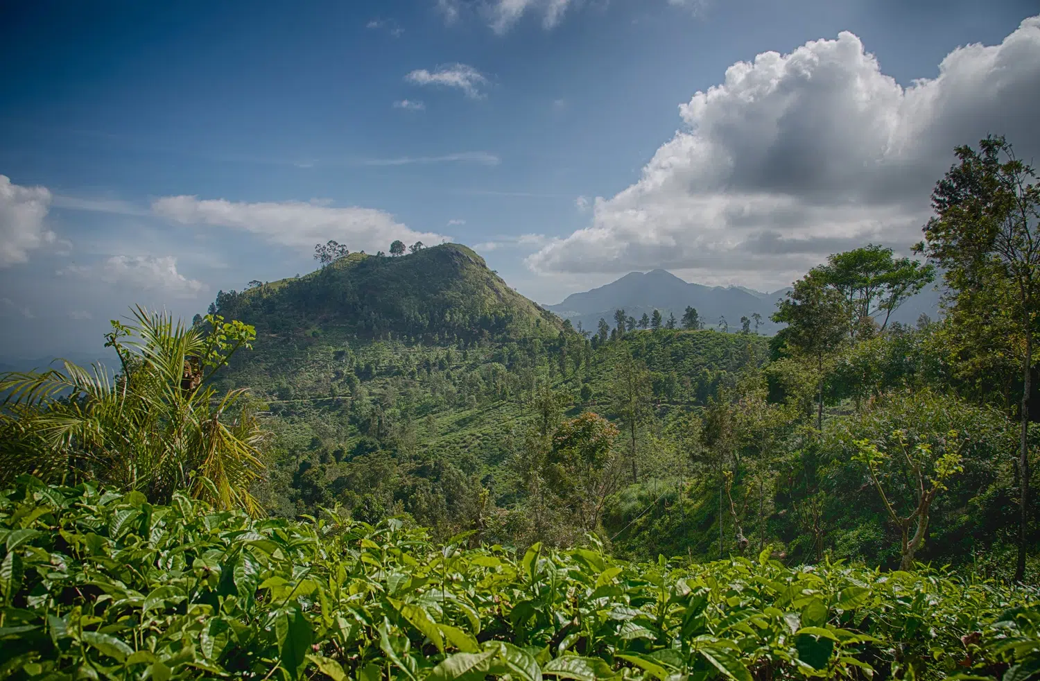 Hill country scenery, misty mountains, flowers and waterfalls for Sri Lanka private day tour with Trustker