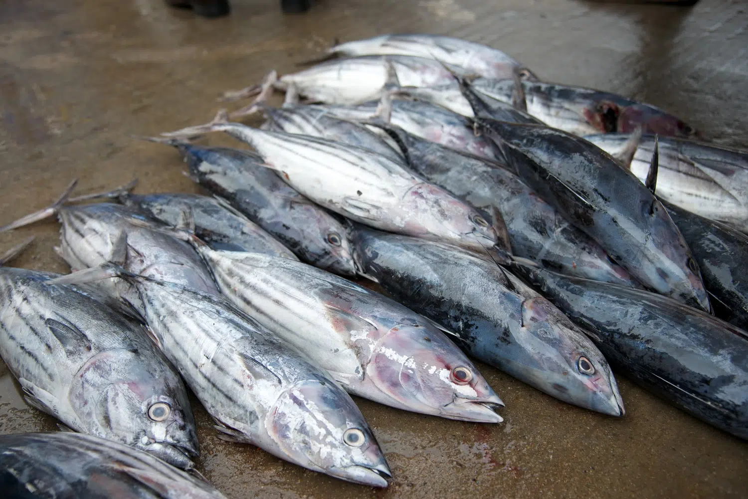 Fishing boats, fish markets and coastal working life for Sri Lanka private day tour with Trustker