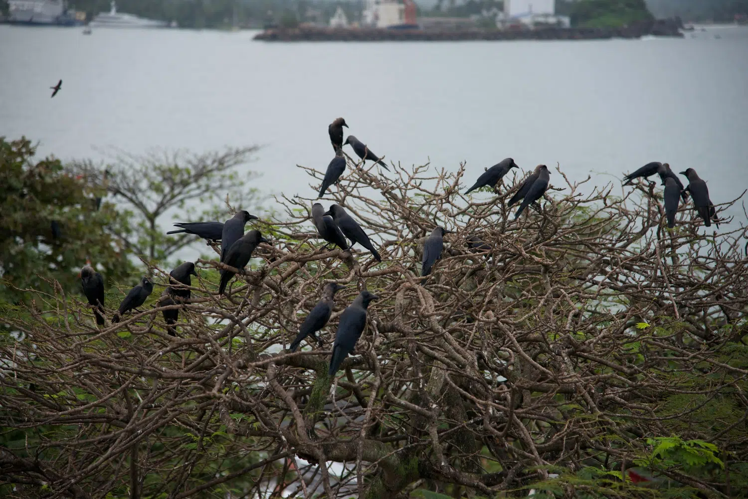 Mangrove lagoon, river boat safari and water birds for Sri Lanka private day tour with Trustker