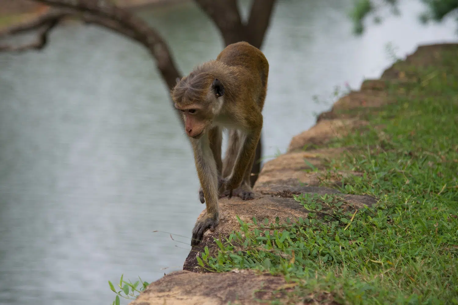 Sigiriya Rock, gardens, frescoes, monkeys and Cultural Triangle landscapes for Sri Lanka private day tour with Trustker