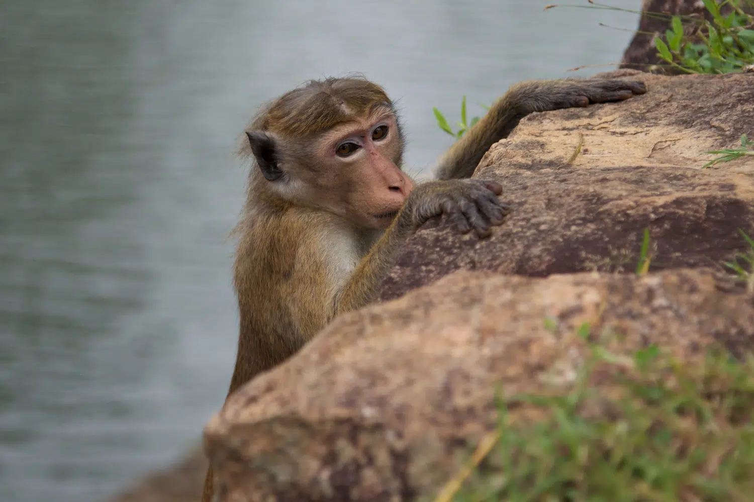 Sigiriya Rock, gardens, frescoes, monkeys and Cultural Triangle landscapes for Sri Lanka private day tour with Trustker