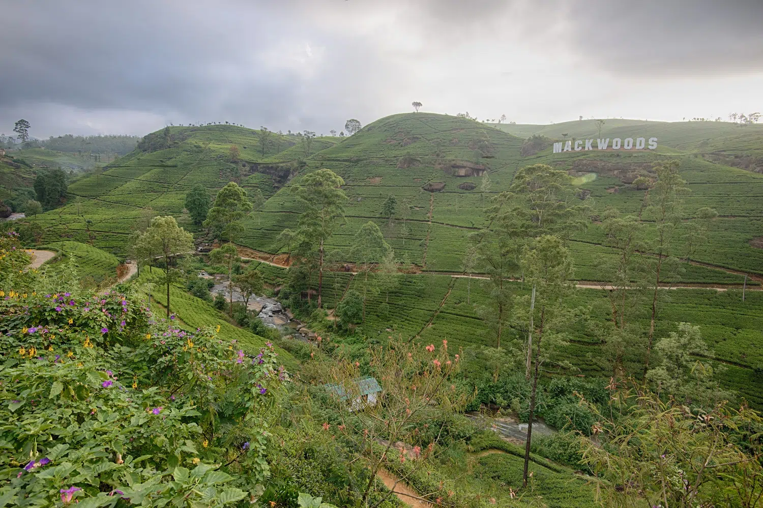 Tea plantation, tea factory, tea leaves and local markets for Sri Lanka private day tour with Trustker