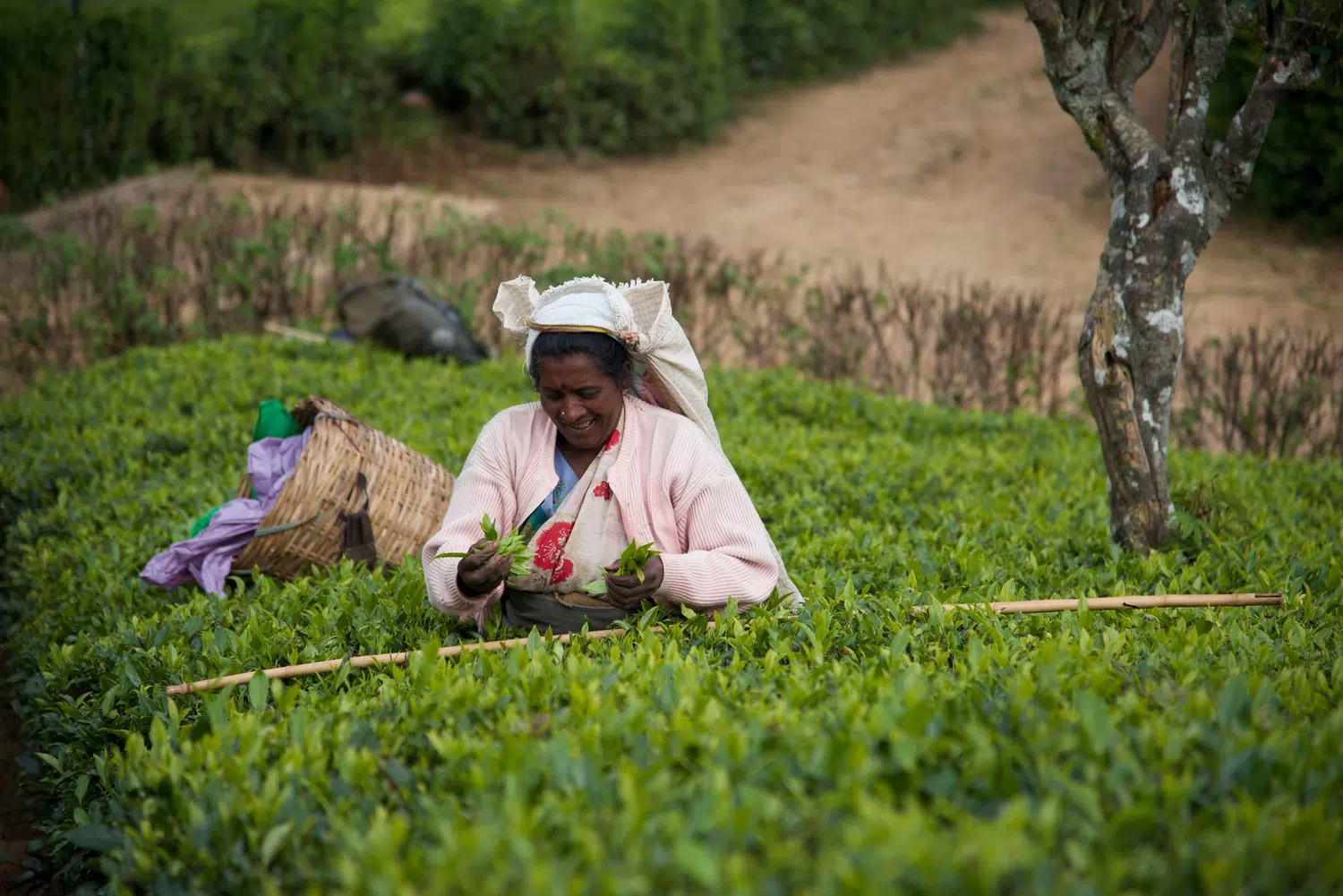Sri Lanka tea plantations and tea workers for Slow Cultural Triangle Journey