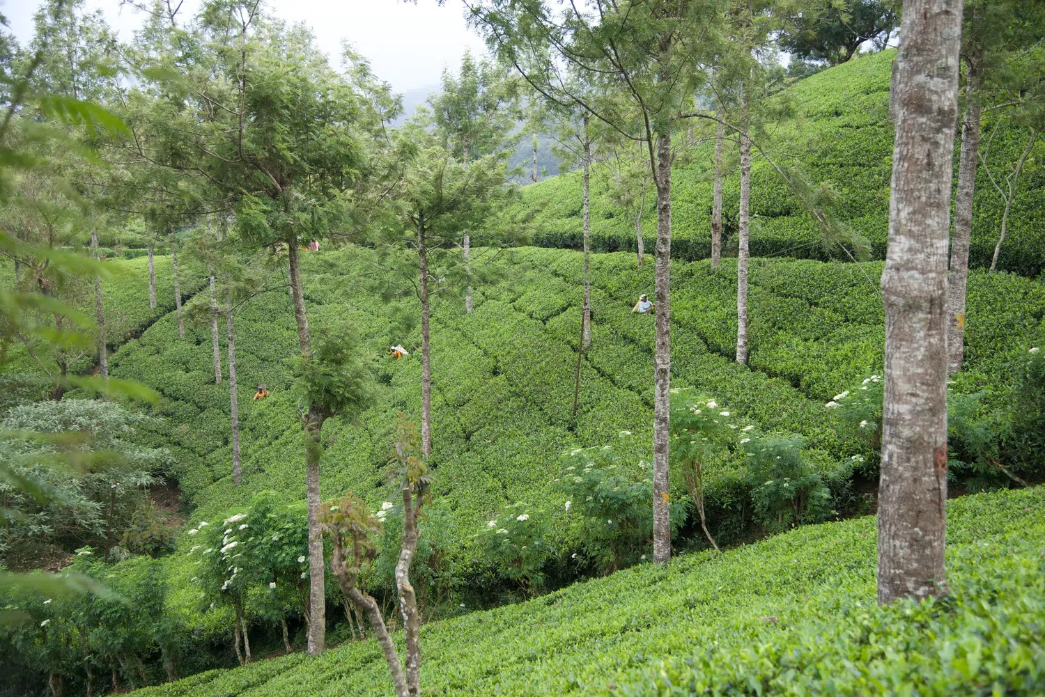 Sri Lanka tea plantations and tea workers for Complete Taste of Sri Lanka