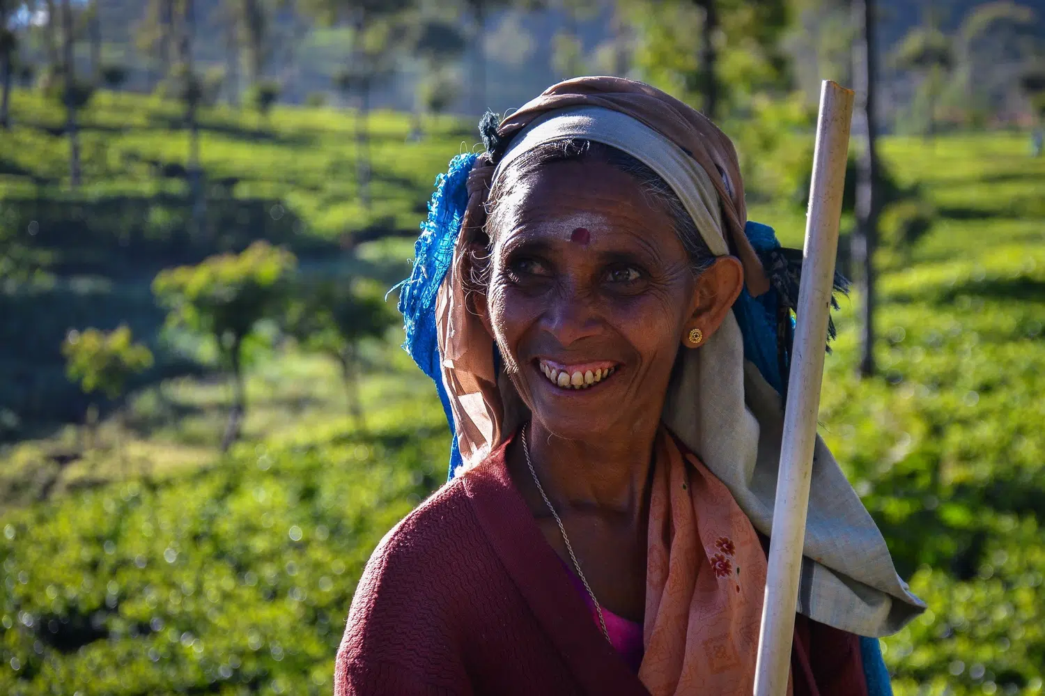 Sri Lanka tea plantations and tea workers for Culture, Train and Safari