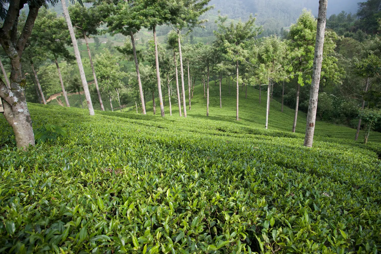 Sri Lanka tea plantations and tea workers for Grand Boutique Island Journey