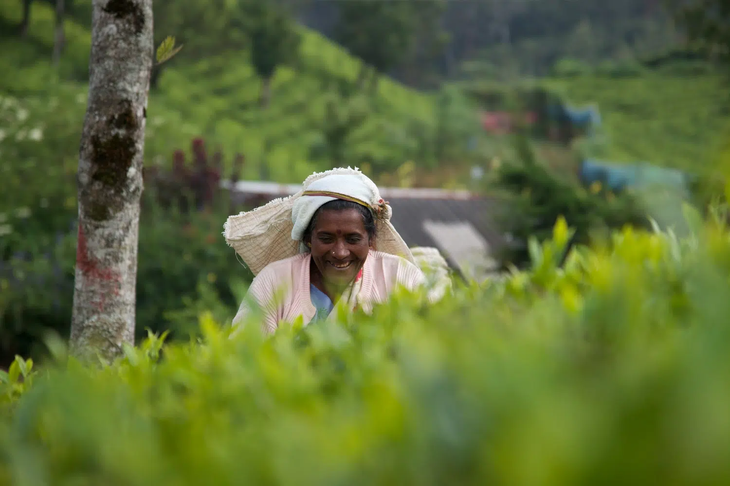 Sri Lanka tea plantations and tea workers for Tea, Spices and Sri Lankan Curry