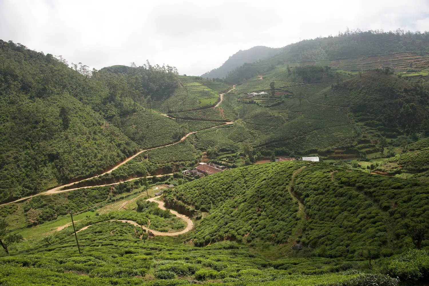 Tea estate workers, green tea fields and plantation life for Sri Lanka private day tour with Trustker