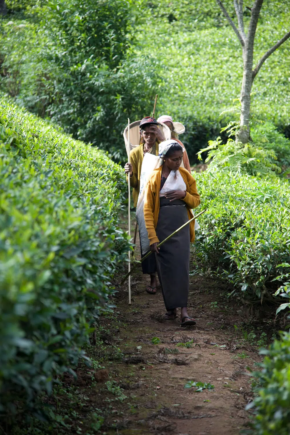 Sri Lanka tea plantations and tea workers for Natural History of Sri Lanka