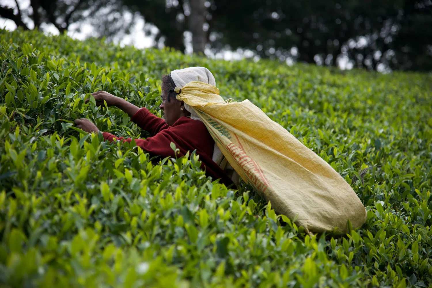 Sri Lanka tea plantations and tea workers for Luxury Cultural Triangle
