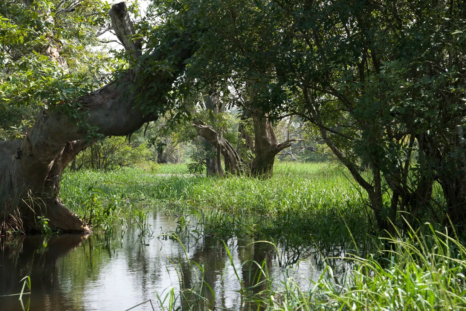 Sri Lanka village and rural nature scenery for Sri Lanka Culinary Highlights