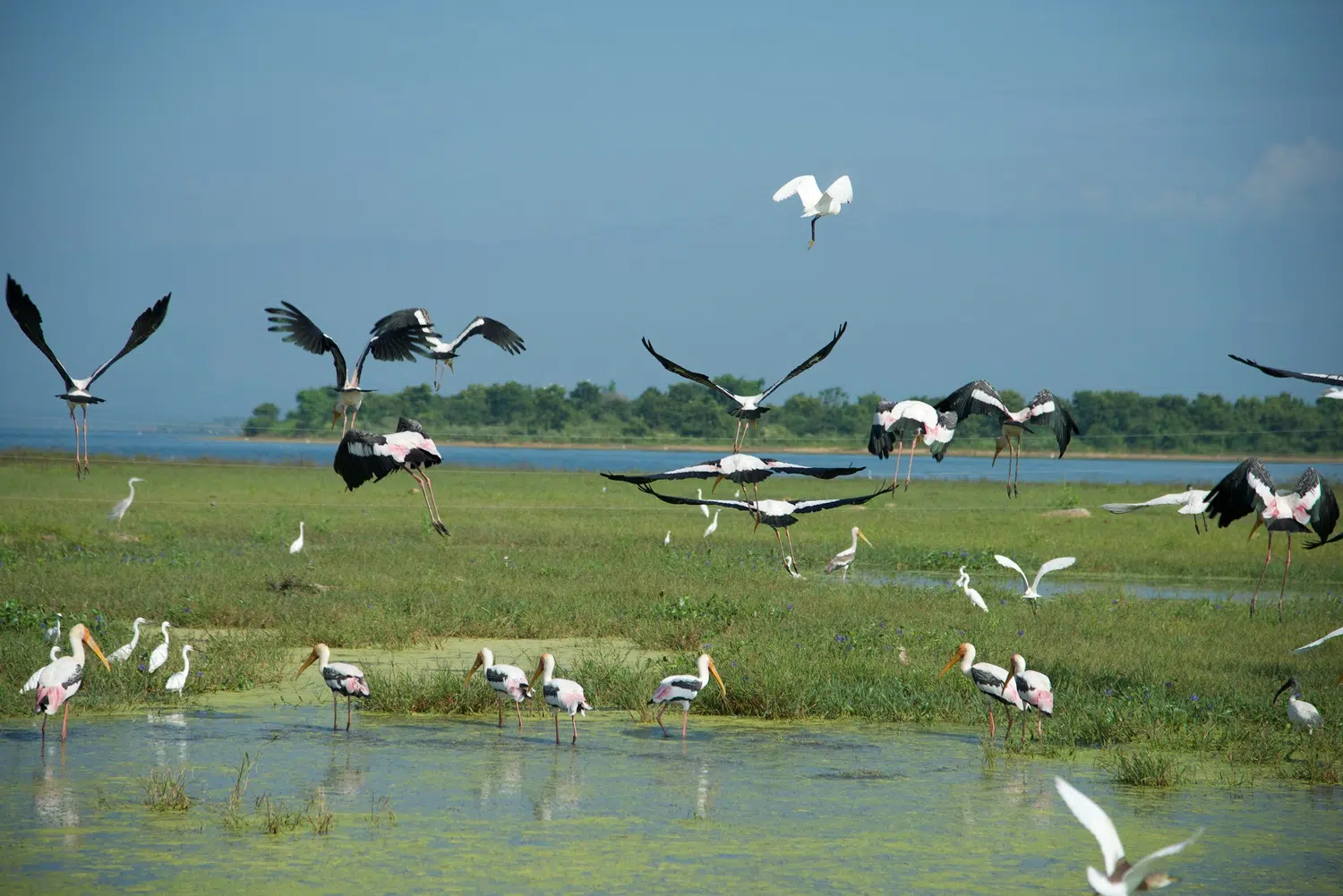 Elephants, birds, buffalo, peacock and safari landscapes for Sri Lanka private day tour with Trustker