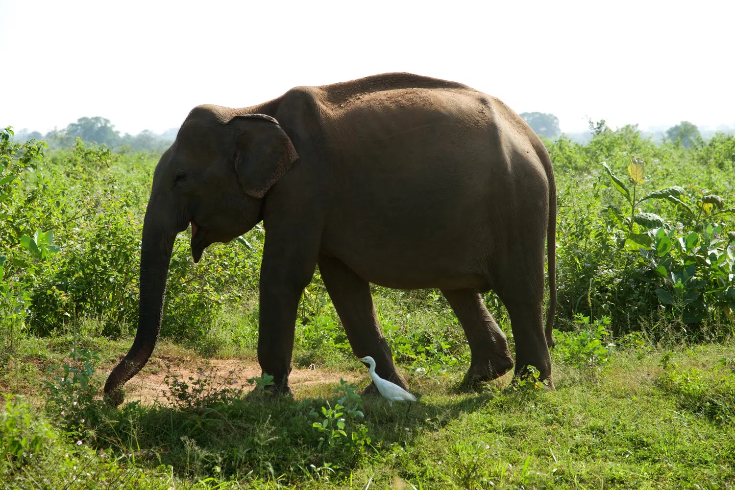 Elephants, birds, buffalo, peacock and safari landscapes for Sri Lanka private day tour with Trustker