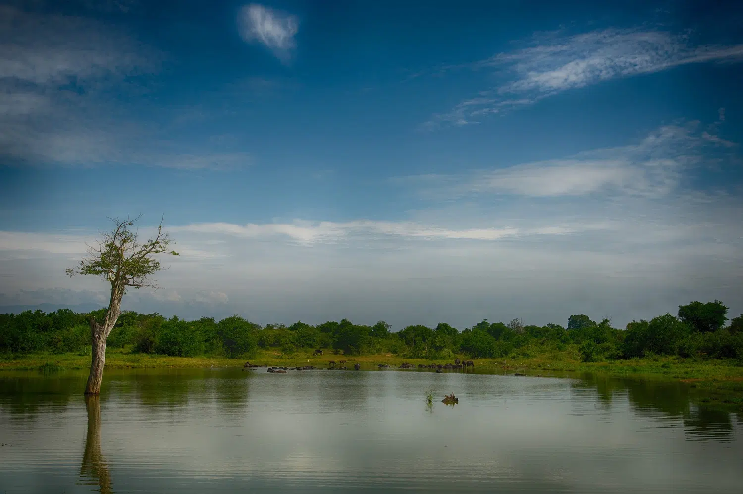 Elephants, birds, buffalo, peacock and safari landscapes for Sri Lanka private day tour with Trustker