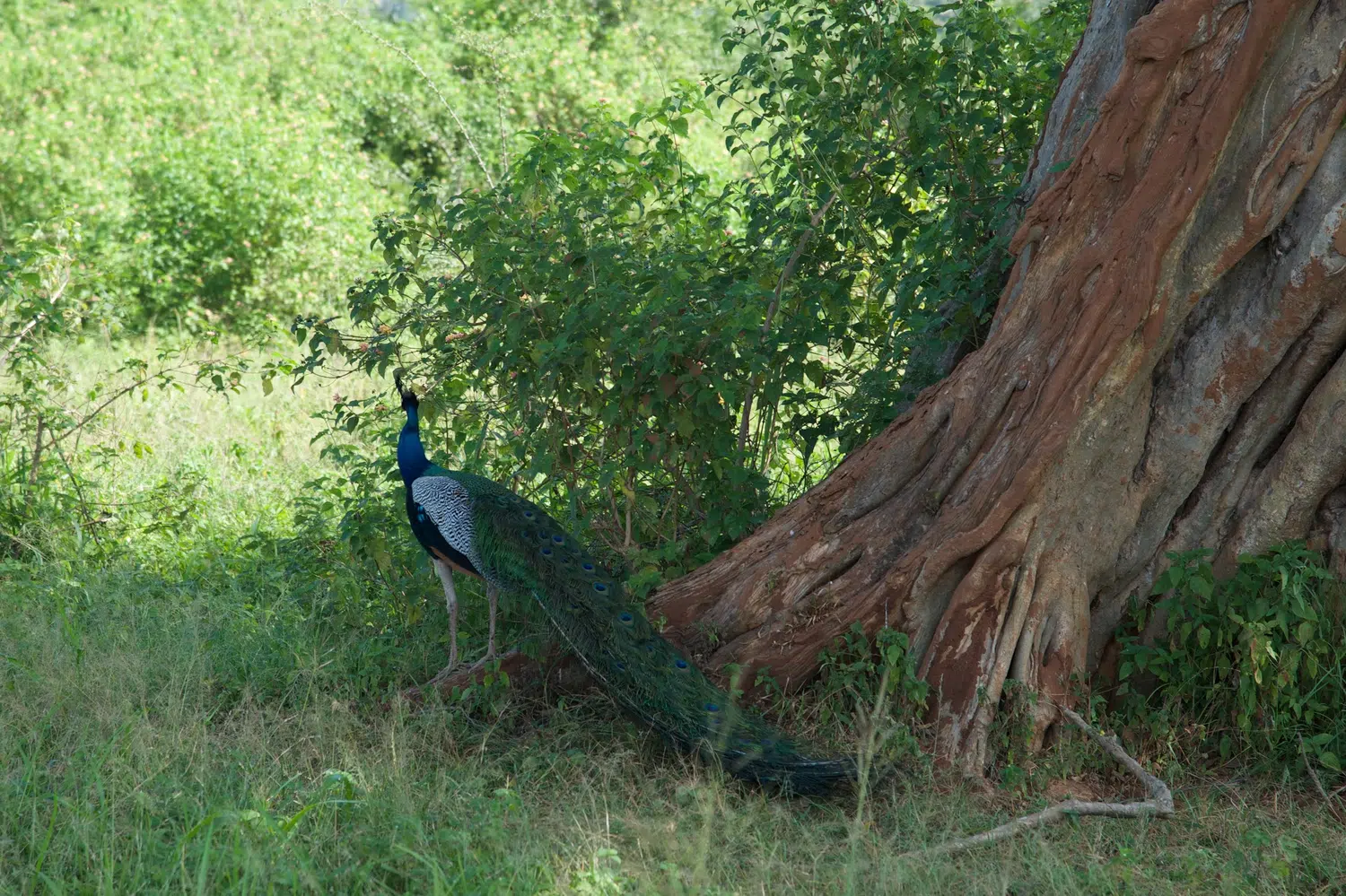 Elephants, birds, buffalo, peacock and safari landscapes for Sri Lanka private day tour with Trustker
