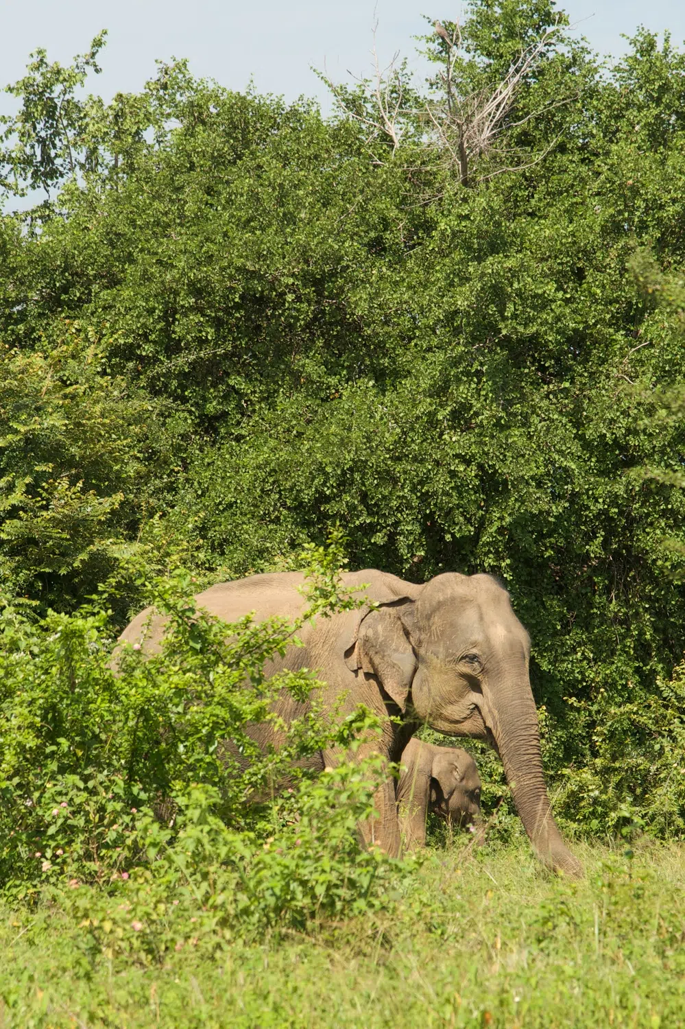 Elephants, birds, buffalo, peacock and safari landscapes for Sri Lanka private day tour with Trustker